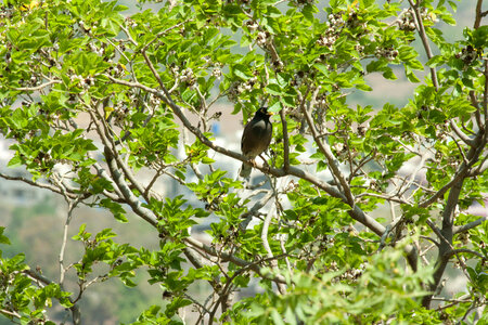 Bird Tree Branch photo