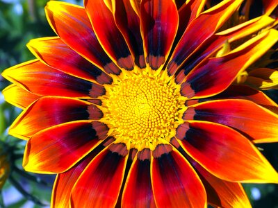 Beautiful Photo flower flowering