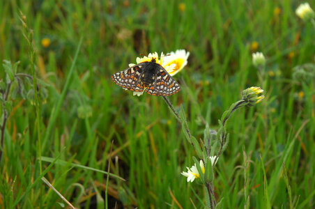 Bay Checkerspot butterfly-2 photo