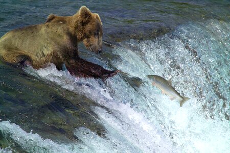 Brown bear fishing for sockeye salmon photo