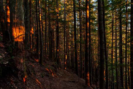 Nature path landscape