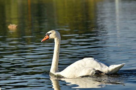 Beautiful Photo national park swan