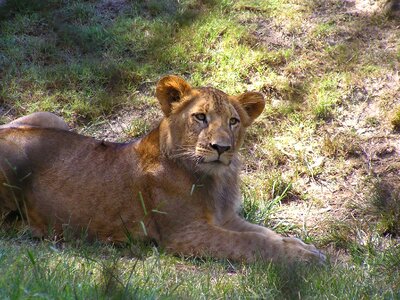 Lion fur wildlife