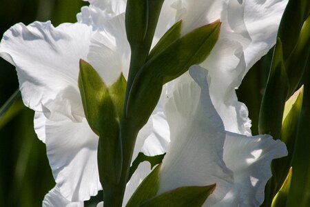 White green bloom