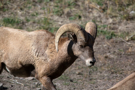 Rocky Mountain Bighorn sheep close-up-3