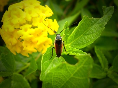 Pest wildlife small photo