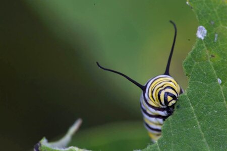 Beautiful Photo bug caterpillar