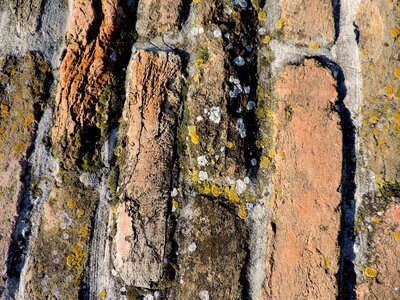 Bricks lichen rough photo