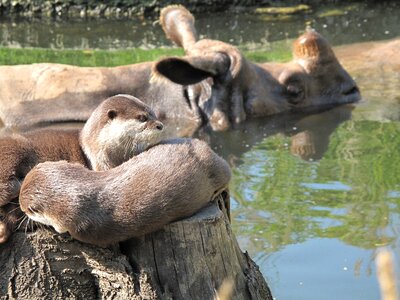 Zoo rhino life together