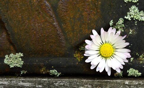 Daisy decoration flower photo