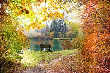 Fall leaves background autumn leaves october