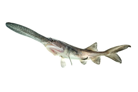 American paddlefish-1