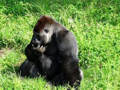 Ape nature wildlife