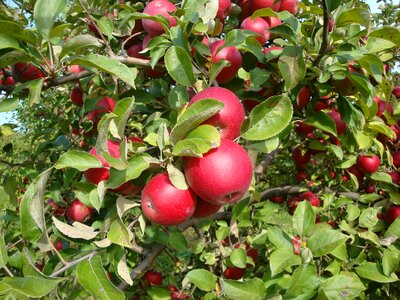 Apple garden fruit