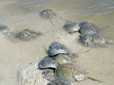 Horseshoe Crabs in water