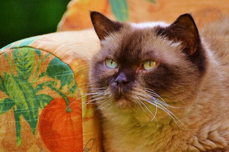 British shorthair thoroughbred fur