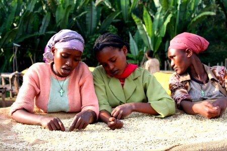 Beans bear Ethiopia