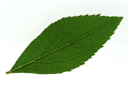 One green leaf close up isolated photo