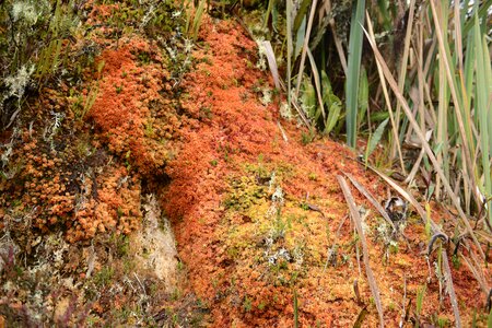 Inca trail to Machu Picchu, Cusco, Peru photo