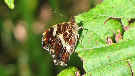 Forest meadow insect