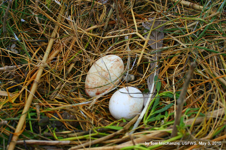 Pelican eggs
