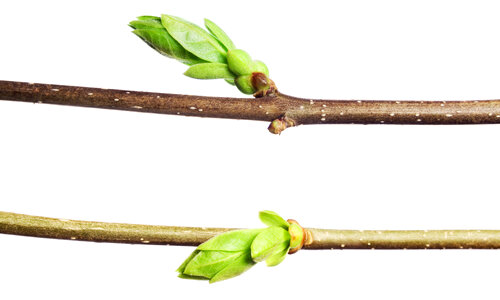 green branch
