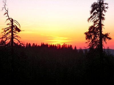 Trees landscape nature