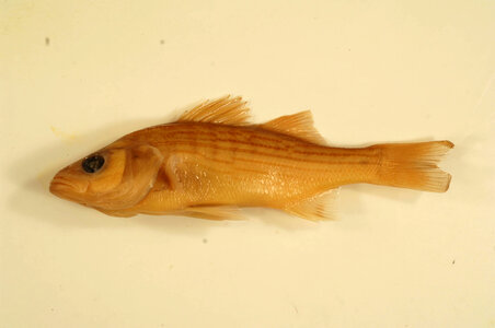 Morone chrysops x saxatilis-1