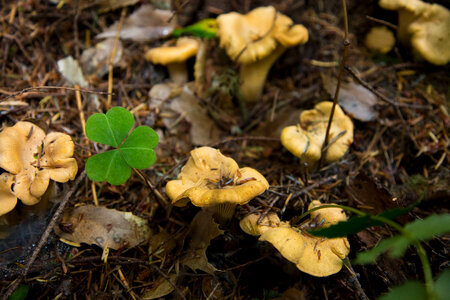 Cantharellus cibarius photo