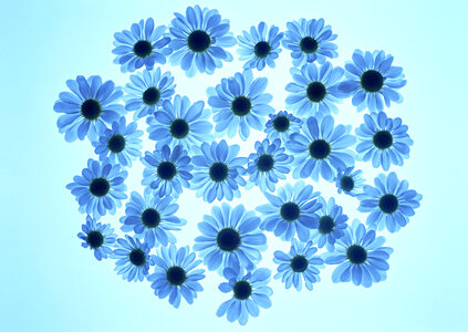 Cosmos flower and petals isolated on blue background photo