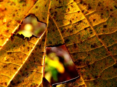 Macro nature yellow