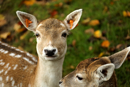 Deer in the Wild