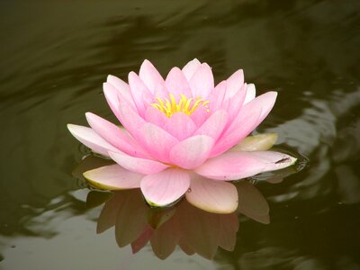 Pink flower blossom photo