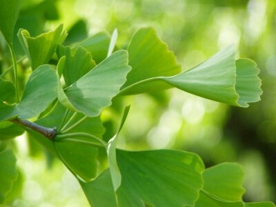 Plant healthy china
