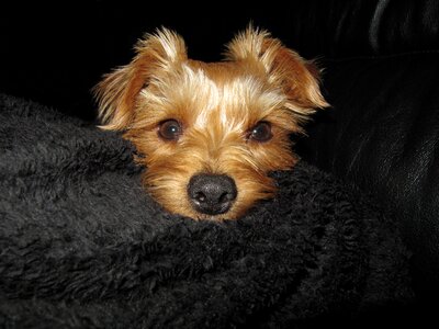 Dog pet terrier photo