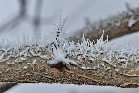 Branch frost frozen photo