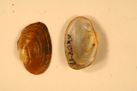Epioblasma capsaeformis-1