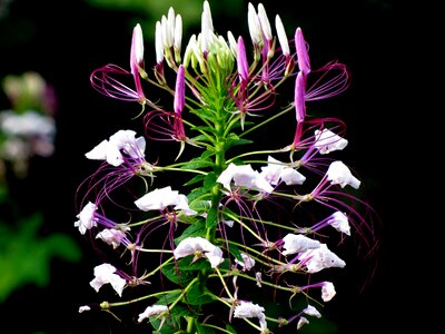 Cleome purple flower photo