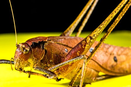 Scare chitin close up photo