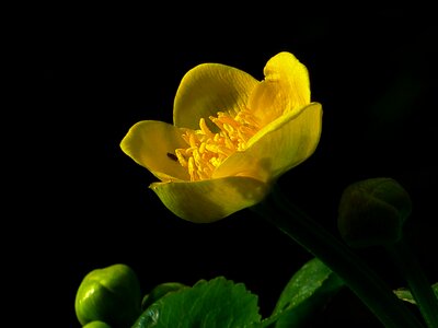Marsh plant moist water