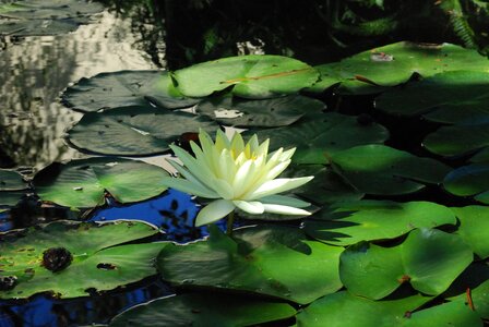 Water lilies green nature