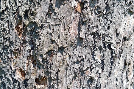 Abstract bark brown photo