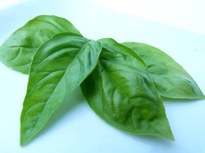 Ocimum basilicum leaves green