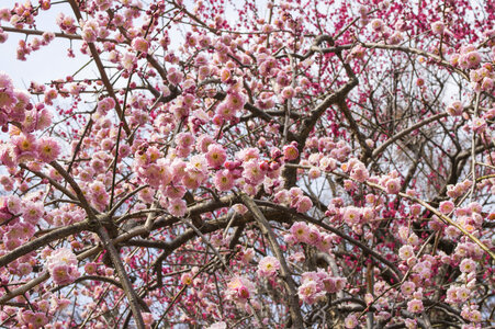 Peach blossom