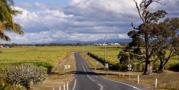 Sugar cane fields road photo