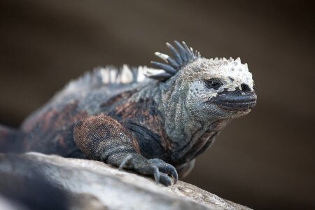 Marine Iguana photo