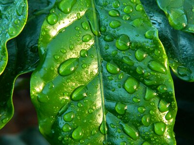 Water wet sheet coffee sheet