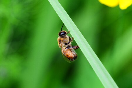 Bee resting on leaf