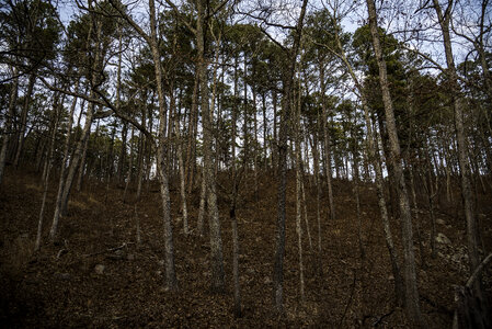 Trees on the Hill in Hawn State Park, Missouri