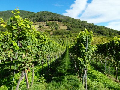 New wine vintage palatinate